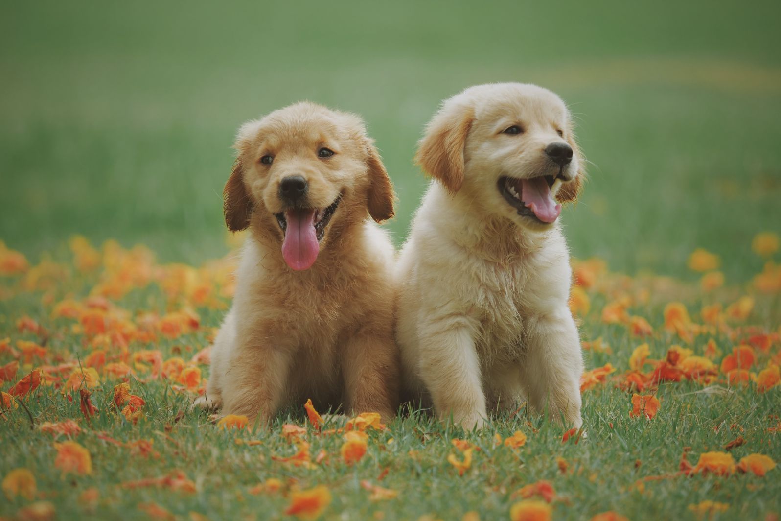 How Puppy Classes Can Set Your Dog Up for Success