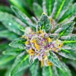 Incorporating CBD Premium Flower Into Your Wellness Routine