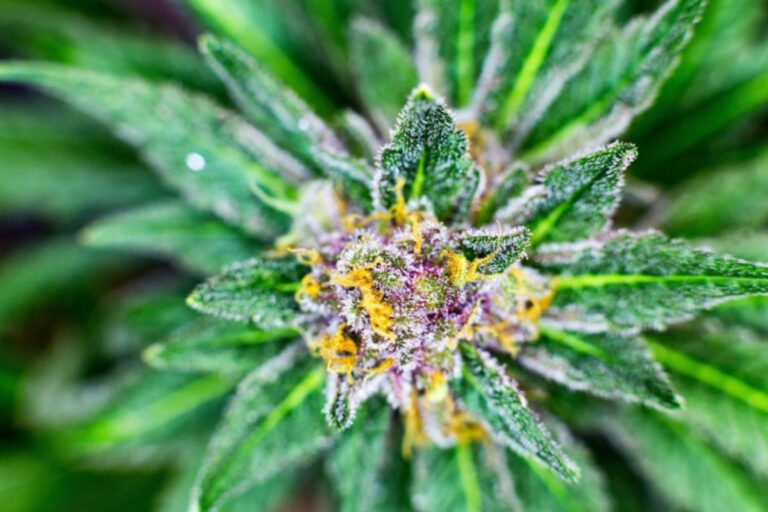 Incorporating CBD Premium Flower Into Your Wellness Routine